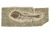 Oligocene Fossil Lanternfish (Eomyctophum) - Poland #320578-1